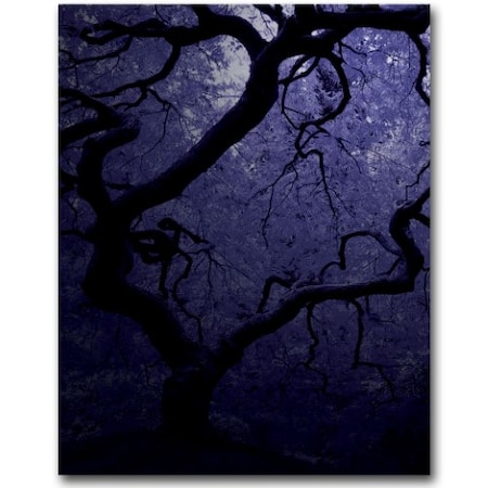 David Farley 'Japanese Tree III' Canvas Art,24x32